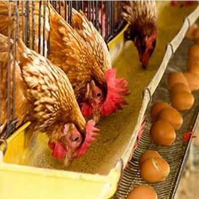 Animal Health